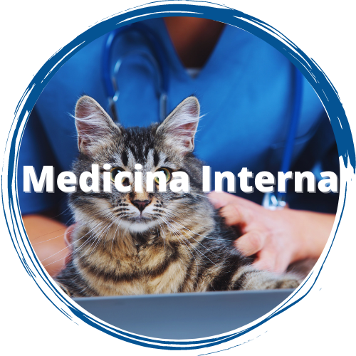 medicina-interna-veterinaria