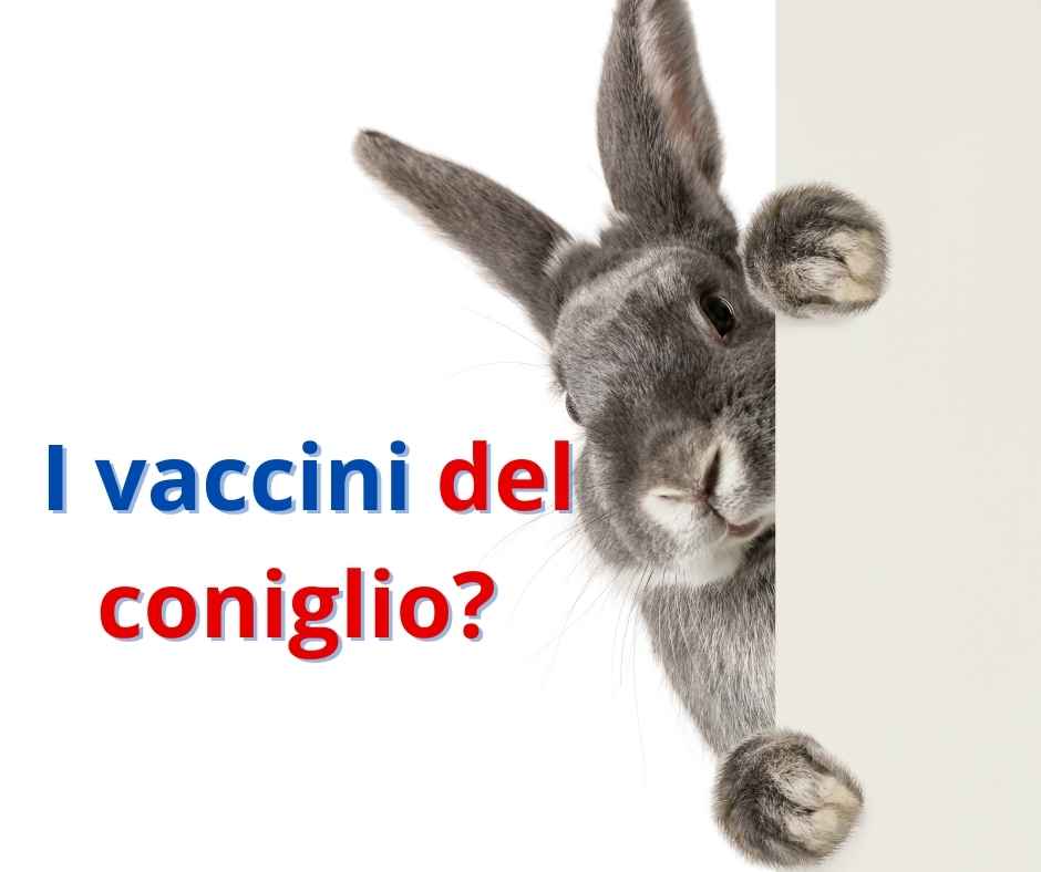 I vaccini del coniglio