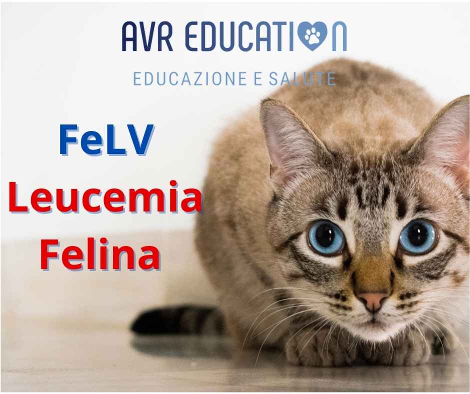 FeLV