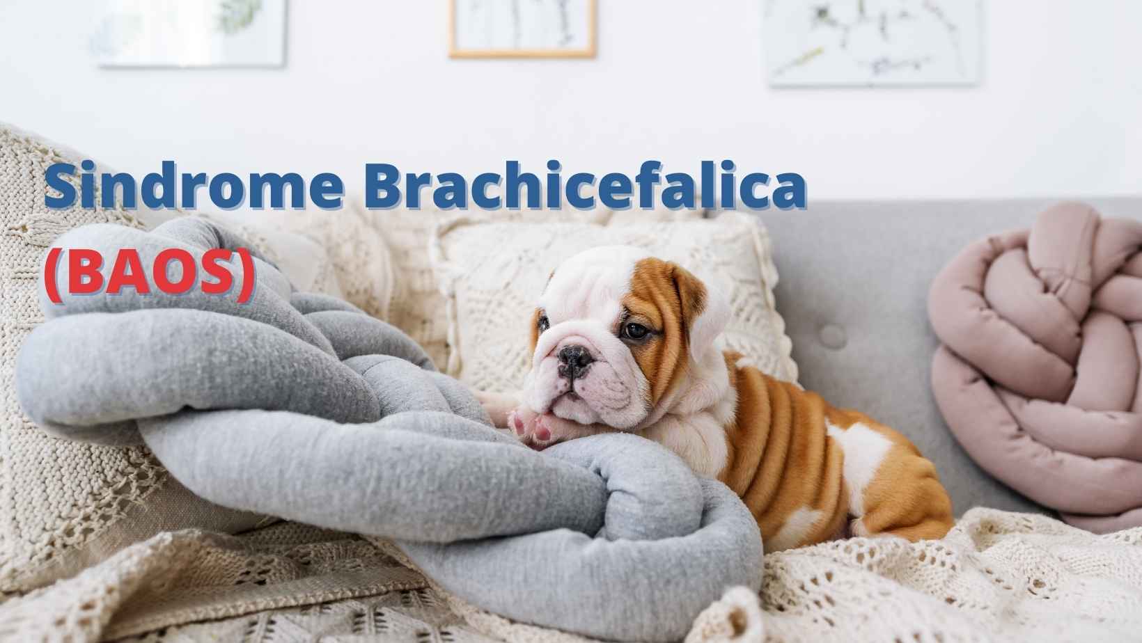 Sindrome Brachicefalica (BAOS)