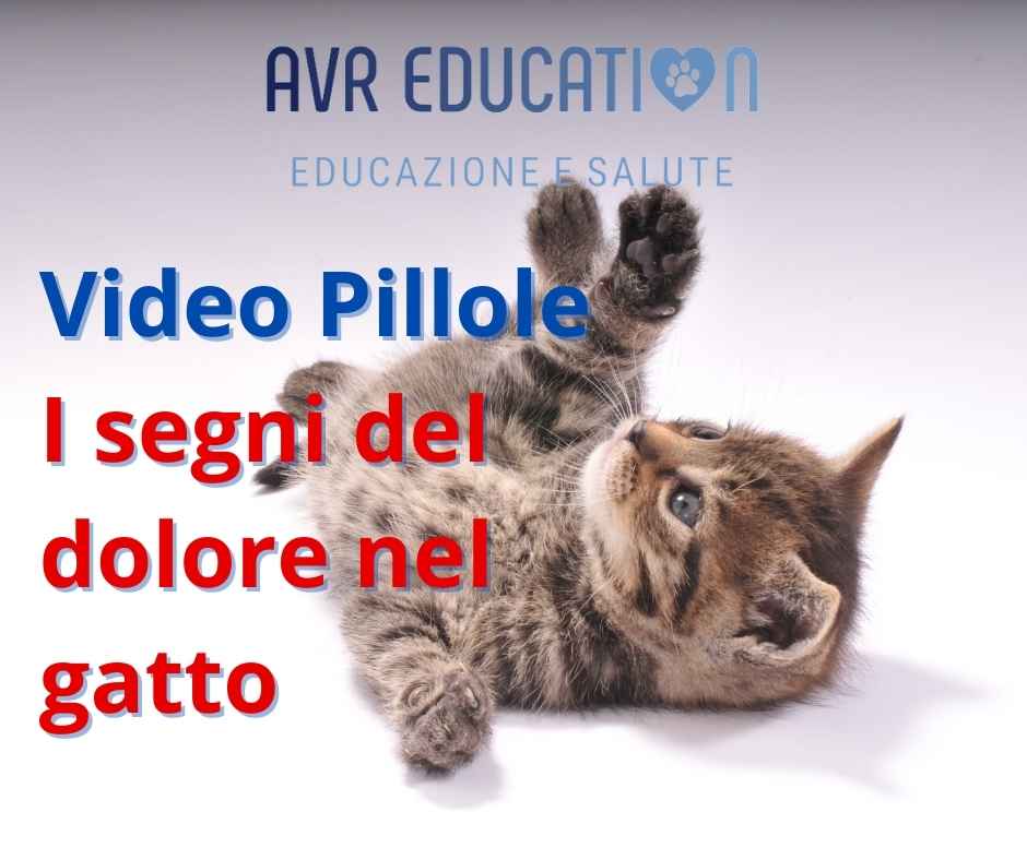 Video Pillole Gatto