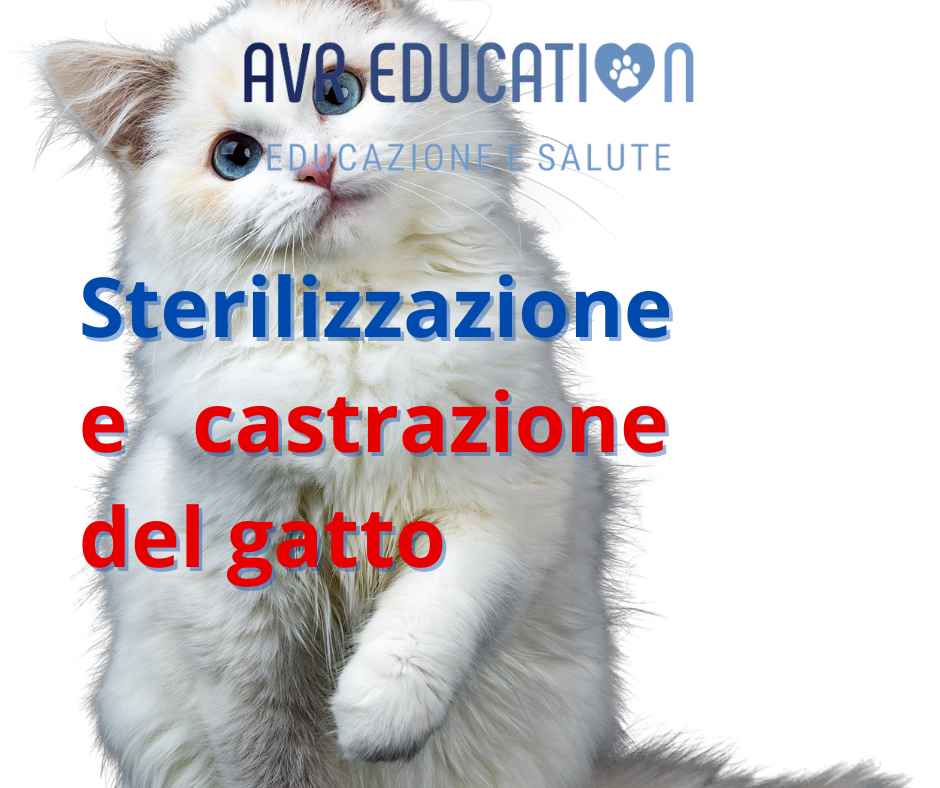 sterilizzazione del gatto